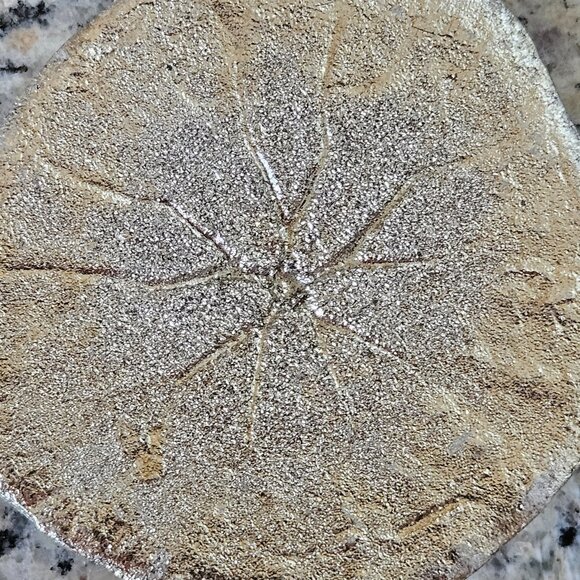 REGINA ANDREW SILVER SAND DOLLAR COASTAL BEACH VASE FILLER HOME TABLE DECOR - Picture 6 of 6